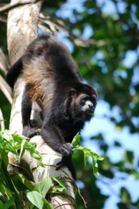 Howler monkey, Cahuita, Costa Rica
