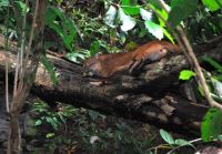 Puma, Corcovado National Park, Costa Rica
