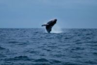 Humpback whale breaching, Ecuador