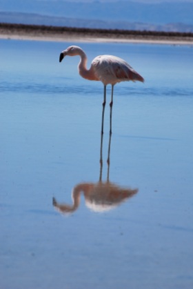 Flamingo, Laguna Chaxa, Chile
