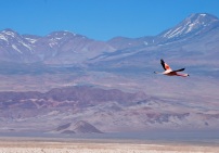 Flying flamingo, Laguna Chaxa, Chile