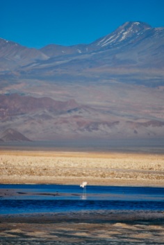 Laguna Chaxa, Salar de Atacama, Chile