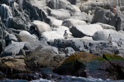 Humboldt penguin, Chile