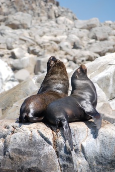 Sea lions, Pan de Azucar, Chile