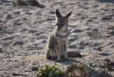 Desert fox, Chile.