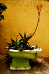Flowering toilet, Valparaiso, Chile.