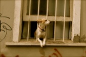 Dog watch, Valparaiso, Chile.