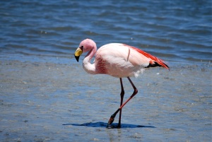 Flamingo, salt lagoon, Bolivia.
