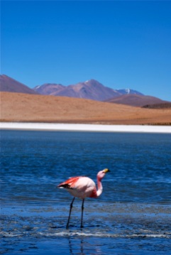 Flamingo, Laguna Hediona, Bolivia
