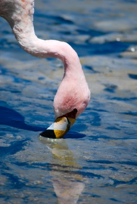 Flamingo, Bolivia