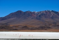 Flamingos on salt lake, Bolivia.