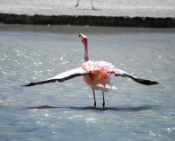 Flamingo flutter, Bolivia