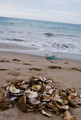 Oyster shells, Zorritos, Peru