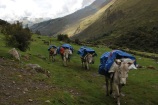 The mules start another day at the office, Santa Cruz trek, Cordillera Blanca, Peru