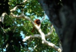 Howler monkey, Madidi National Park, Bolivian jungle.