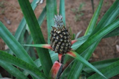 Pineapple growing, Bolivian jungle