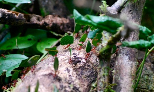 Leafcutter ants, Bolivian jungle