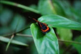 Butterfly, Bolivian jungle