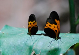 Mating butterflies, Bolivia
