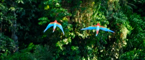 Flying macaws, Bolivian jungle