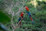 Macaws, Bolivian jungle