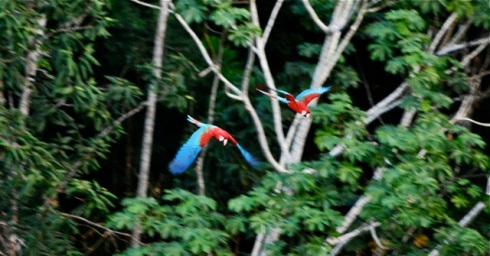 Flying Macaws, Bolivian jungle