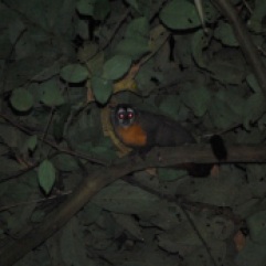 Night monkey, Bolivian jungle