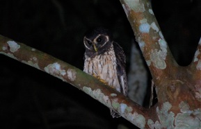Owl, Bolivian jungle