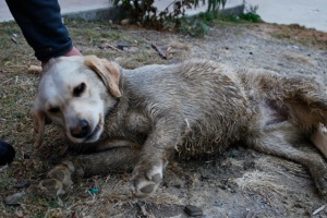 Tilly Bud got a little muddy during our walk.