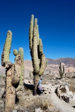 This cacti is very tall indeed. Don't think I'll try to climb it. Pukara, Tilcara.