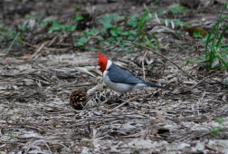 Red-crested cardinal, Uruguay