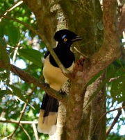 Jungle bird, Iguazu Falls (Brazil)