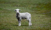 Patagonian lamb.