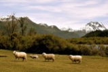 Patagonian sheep