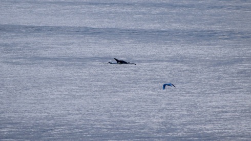 Dolphins! Puerto Montt