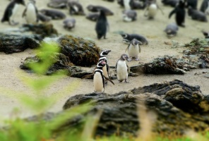 Penguin colony at Parque Ahuenco, Chiloé