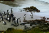 Penguins, Chiloé