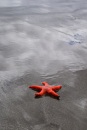 Starfish, Chiloé