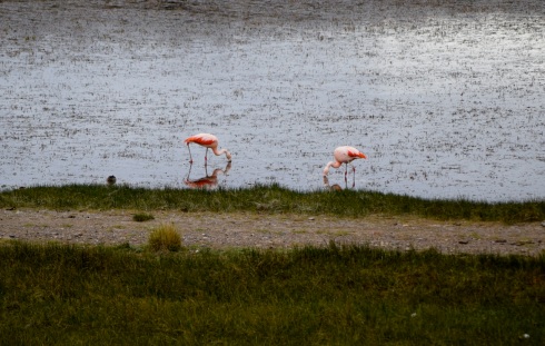 Flamingos, Ruta 40, Argentina