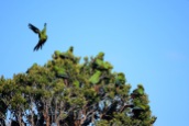 Parakeets, Parque Nacional Chiloé