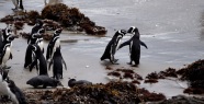 Get a room! Penguin colony at Parque Ahuenco, Chiloé
