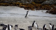 Busy penguin, Chiloé