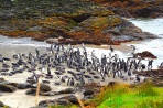 Penguin colony, Parque Ahuenco, Chiloé