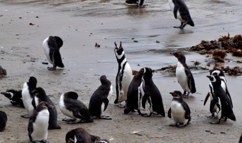 A penguin tries really hard to get everyone's attention, Parque Ahuenco, Chiloé