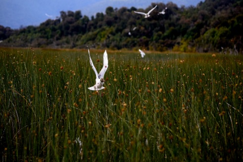 Nesting gull, Chiloé