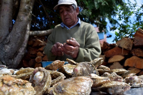 Preparing shellfish for curanto, Quetalmahue, Chiloé
