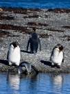A king penguin goes in for a dip, Bahia Inutil, Chilean Tierra del Fuego.