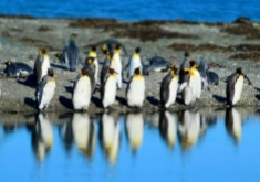 King penguins, Bahua Inutil, Chilean Tierra del Fuego.