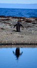 King penguin, Bahua Inutil, Chilean Tierra del Fuego.