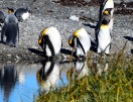 And bend, and stretch... King penguins, Bahia Inutil, Chilean Tierra del Fuego.